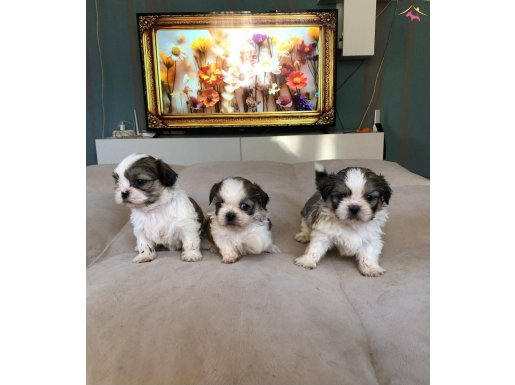 A PLUS KALİTE SHIH-TZU BEBEKLER