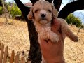 0 NUMARA A++ KALİTE MALTİPOO BEBEKLER