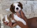 IRKININ SÜPER STARI CAVALİER KİNG CHARLES 