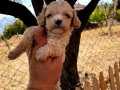 SHIW KALİTE BABAY FACE DİŞİ MALTİPOO 
