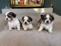 A PLUS KALİTE SHIH-TZU BEBEKLER