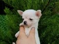Süt Beyazı Sıfır Numara Teacup Chihuahua Bebekler