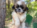 A KALİTE MİKRO BOY SHİH TZU YAVRULAR 