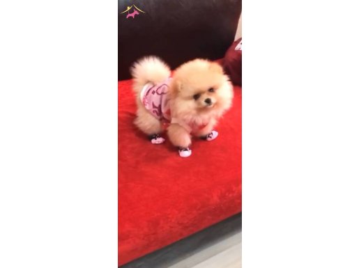 Safkan pomerian bo