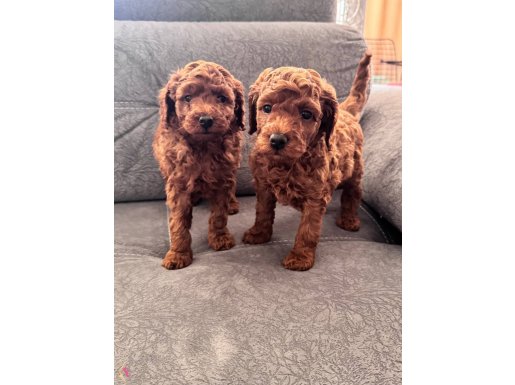 Evimizde baktığımız köpeğimizin yavruları