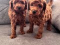 Evimizde baktığımız köpeğimizin yavruları