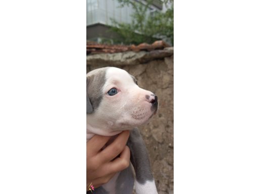 Pitbull bluenose yavru 