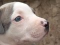 Pitbull bluenose yavru 