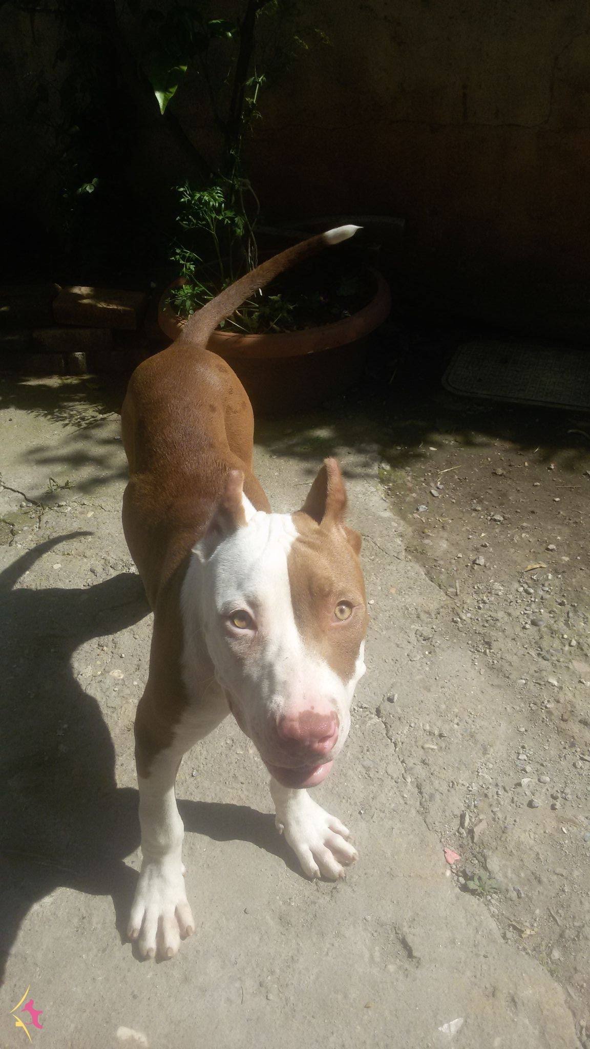 Satilik Pitbull Fiyatlari Kopek Dunyasi