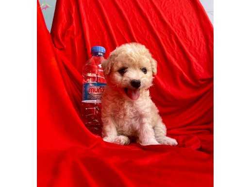 Sevimli Maltipoo Yavrular