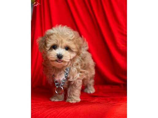 Wc Eğitimli Maltipoo yavrular 