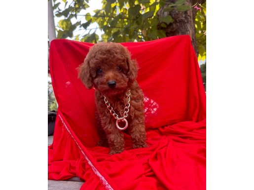 Bebek Surat Wc Eğitimli Mikrocipli Toy Poodle 