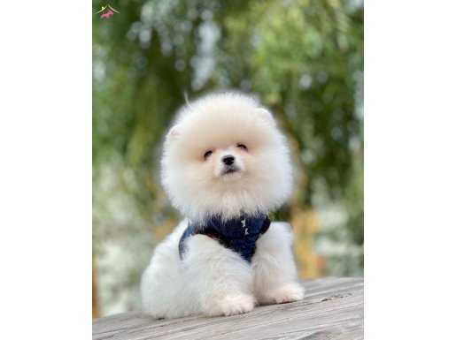 Teddy Bear Pomeranian Boo 