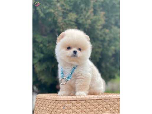 Teddy Bear Pomeranian Boo 