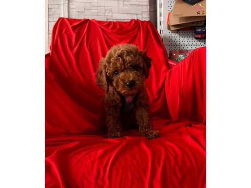 Bebek Surat Red Toy Poodle 