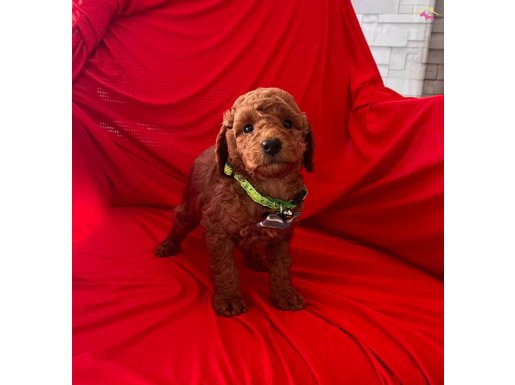 Bebek Surat Red Toy Poodle 