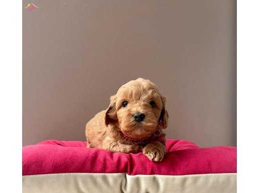 A Kalite Maltipoo Yavrular 