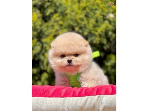 Teddy Bear Pomeranian Boo 