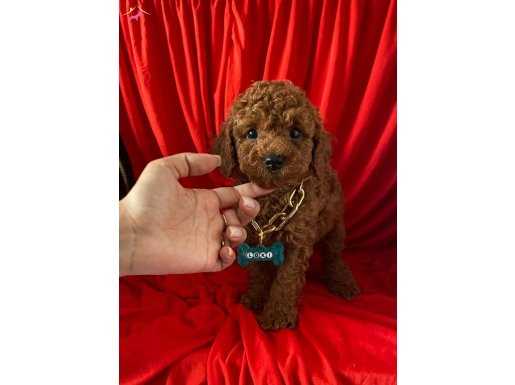 Tüy dökmez koku yapmaz toy poodle yavrular