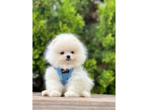 Teddy Bear Pomeranian Boo 