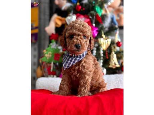 Saf kan orijinal toy Poodle yavrularımız 
