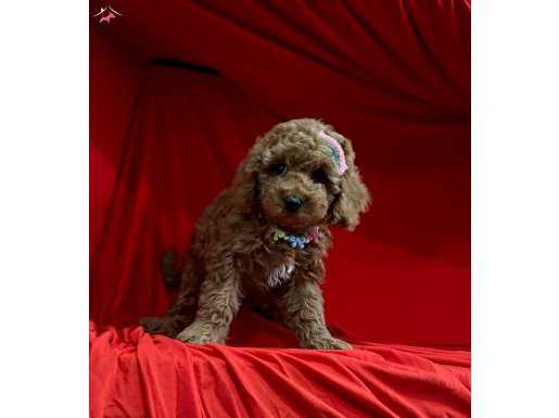 Red Brown Toy Poodle Yavrular