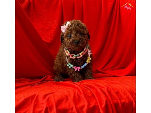 Red Brown toy poodle yavrularımız