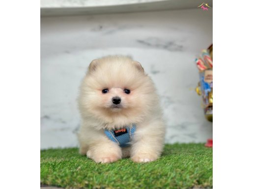 Bebeksi yüzleriyle Pomeranian Boo yavrularımız