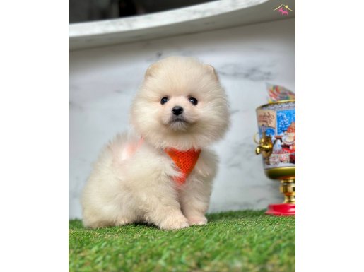 Benimle oynarmisin pomeranian boo
