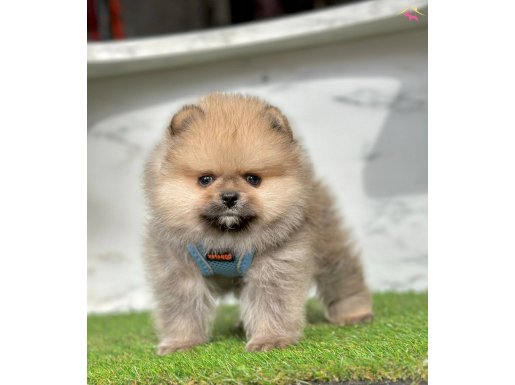 Bebek yüzlü Pomeranian