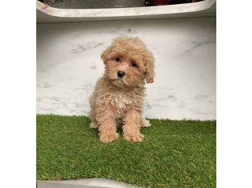 Köpeğim maltipoo