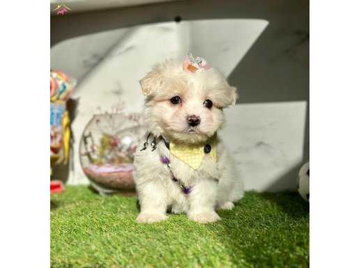 Bebek maltese