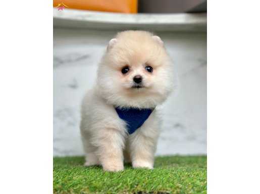 Oyuncu karekteriyle pomeranian boo