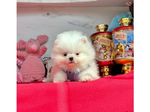 Evimin oyuncusu Pomeranian