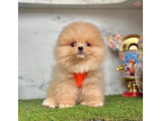 Super boo
