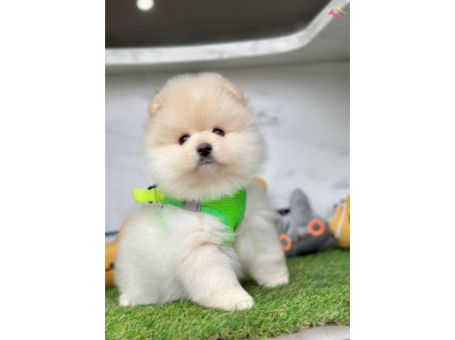 Bebek surat boo