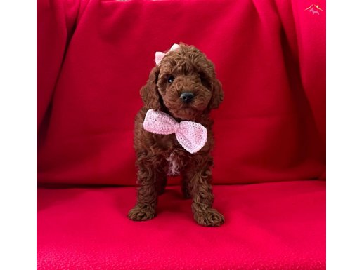 Red Brown toy poodle yavrularımız