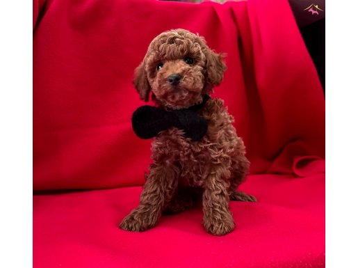 Red Brown toy poodle yavrularımız
