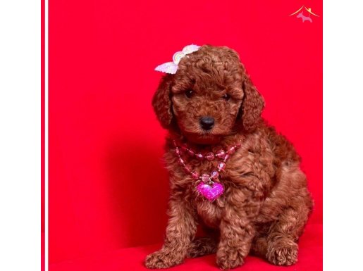Safkan toy poodle