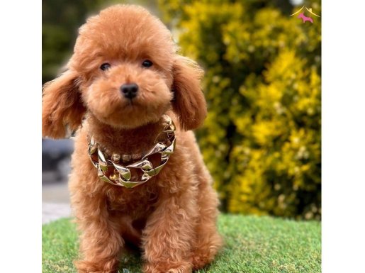 Evdeki ses poodle