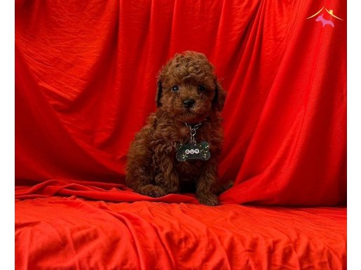 Oyuncu poodle 