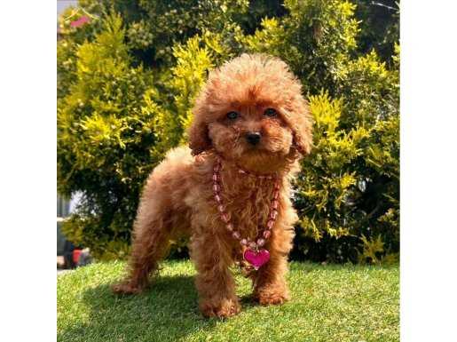 Güzeller güzeli poodle 