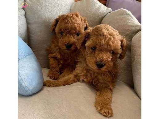 Dişı ve Erkek poodle 