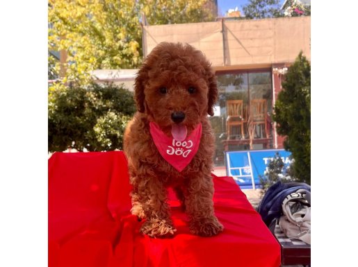 Wc eğitimli toy poodle yavrular 