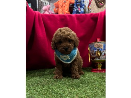 Wc eğitimli poodle 