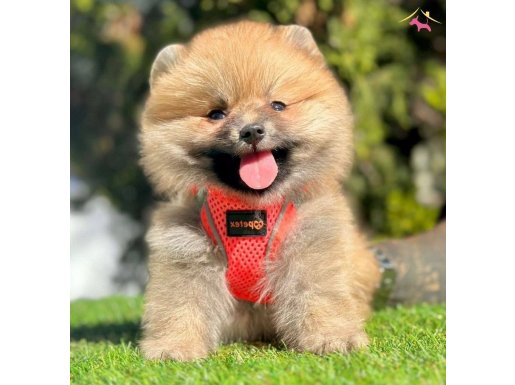Gülen yüz pomeranian