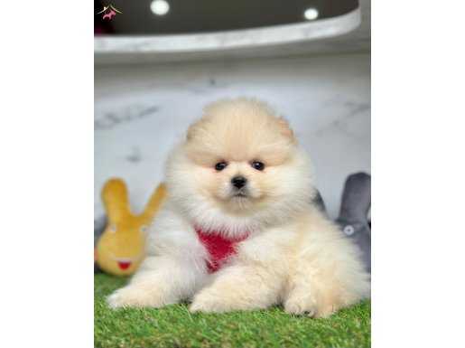 Erkek ve dişi pomeranian yavrular 