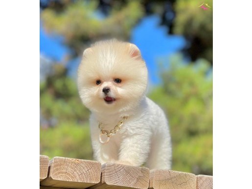 Ayı surat pomeranian boo yavrular 