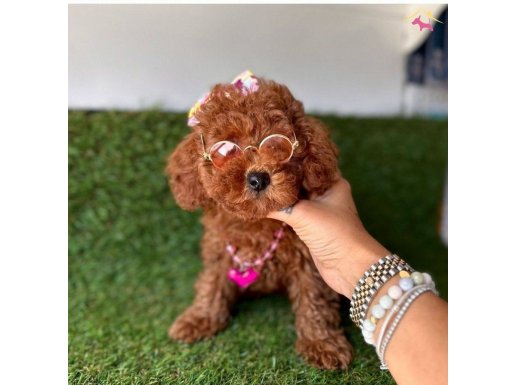 Güzeller güzeli toy poodle yavrular 