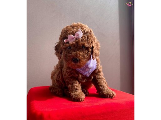 KORENİN GÖZ BEBEĞİ MİNİ TOY POODLE BEBEKLERİMİZ